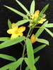 Two-leaved Senna - Photo (c) Jeff Quayle, all rights reserved, uploaded by Jeff Quayle