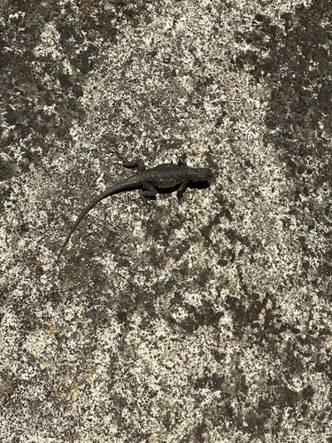 iNaturalist observation photo of Western Fence Lizard