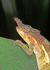 Chameleons of East Africa's Check List · iNaturalist.org