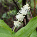 Maianthemum racemosum - Photo (c) Philipp Wickey, όλα τα δικαιώματα διατηρούνται, uploaded by Philipp Wickey