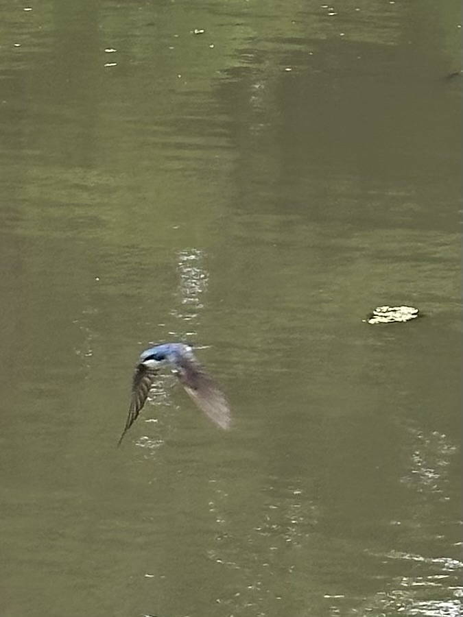 Tree Swallow from North Chagrin Nature Center, Mayfield, OH, US on June ...