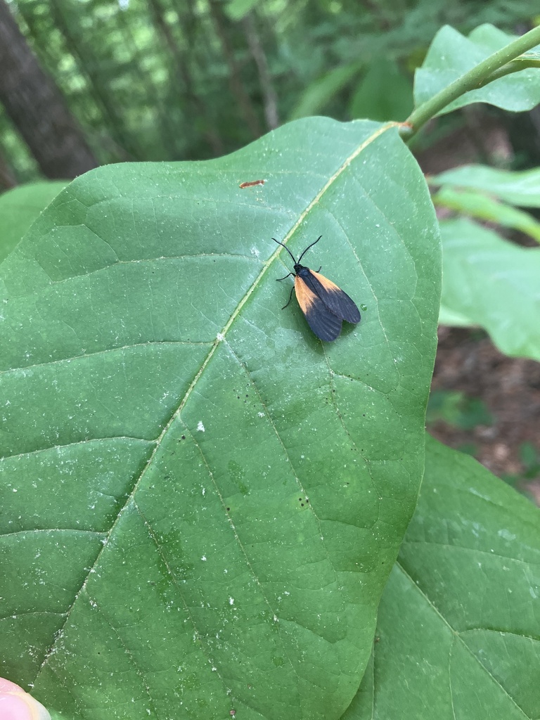Orange-patched Smoky Moth from Pocahontas State Park, Chesterfield, VA ...