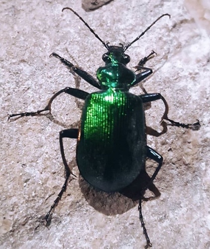 Texas Green Calosoma