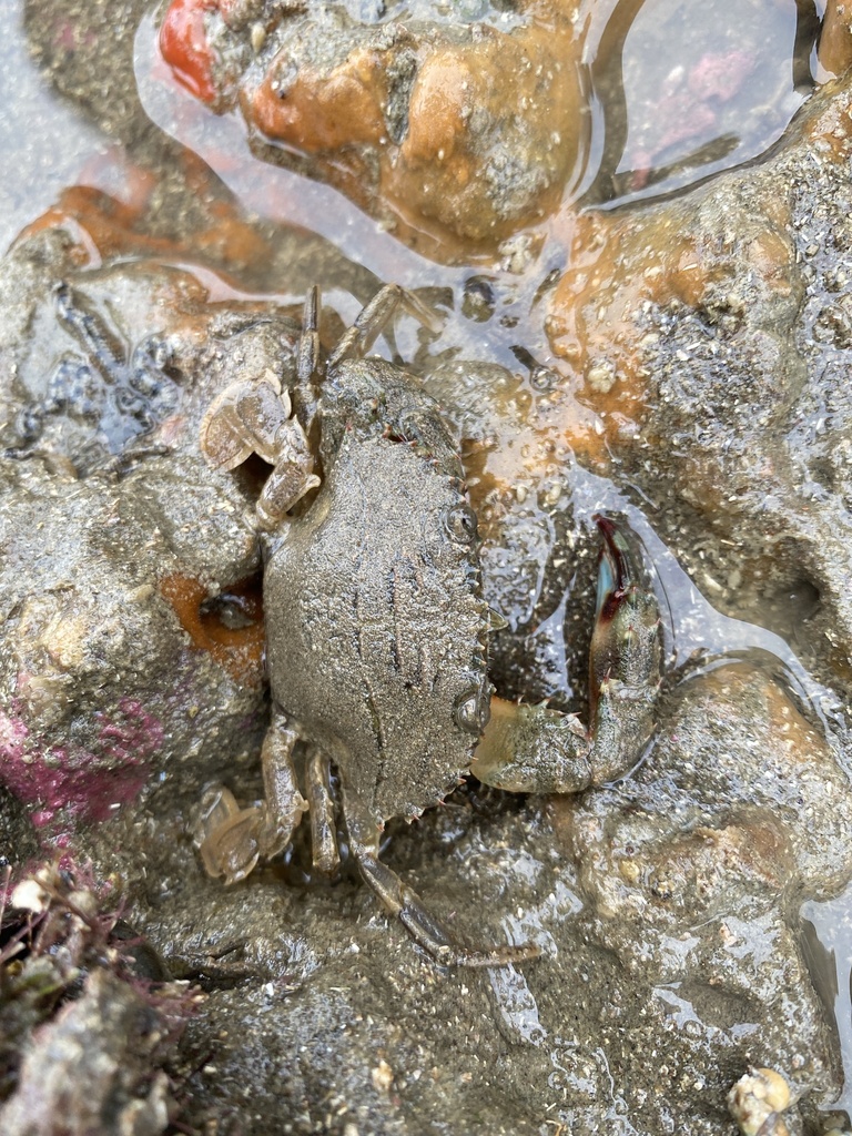 Asian Paddle Crab from Long Bay, Albany Ward, Auckland, NZ on June 8 ...