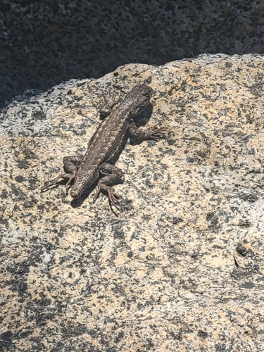 iNaturalist observation photo of Common Sagebrush Lizard