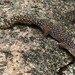 Southern Spotted Velvet Gecko - Photo (c) Tom Frisby, all rights reserved, uploaded by Tom Frisby