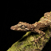 Northern Leaf-tailed Gecko - Photo (c) Tom Frisby, all rights reserved, uploaded by Tom Frisby