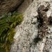 Wyberba Leaf-tailed Gecko - Photo (c) Tom Frisby, all rights reserved, uploaded by Tom Frisby