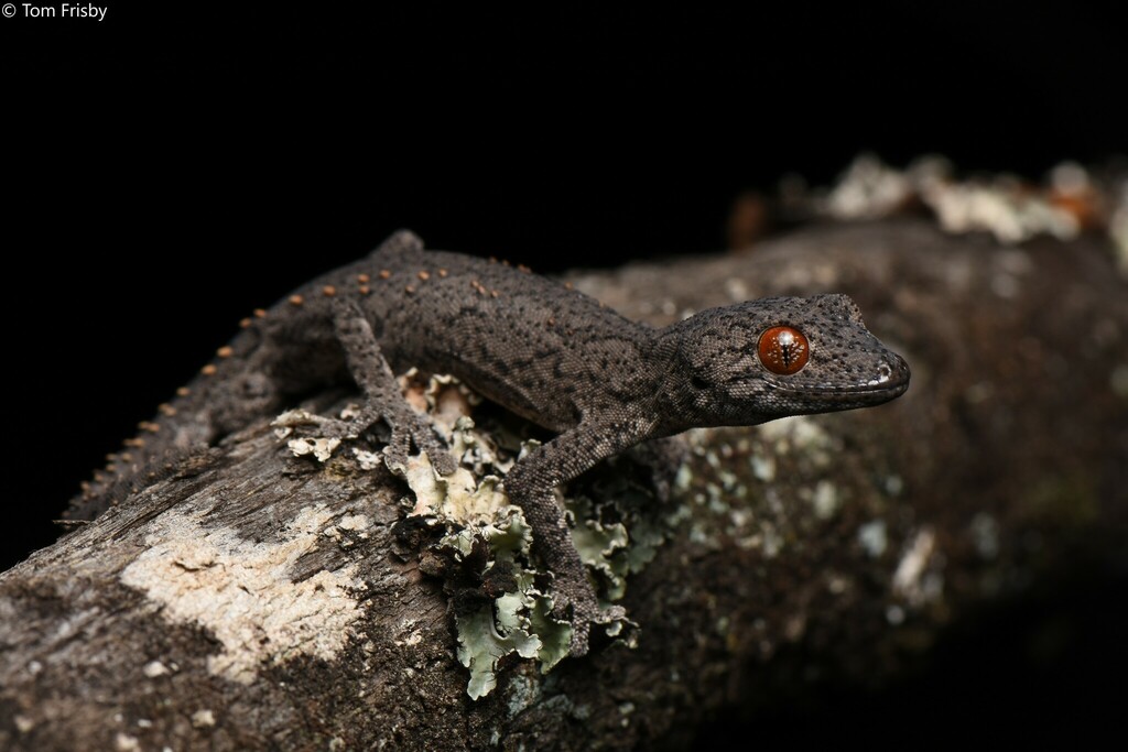 Eastern Spiny-tailed Gecko