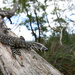 樹巨蜥 - Photo 由 Tom Frisby 所上傳的 (c) Tom Frisby，保留所有權利