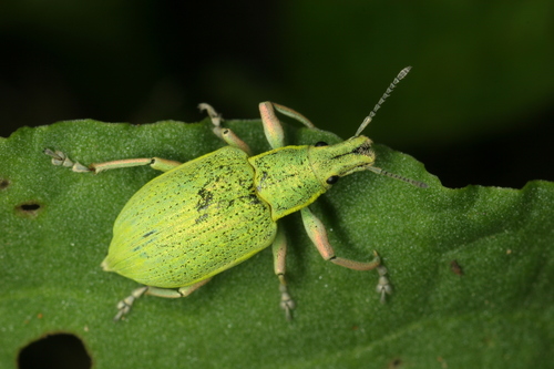 Chlorophanus grandis · iNaturalist