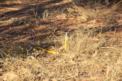 Common Tree Snake sighting