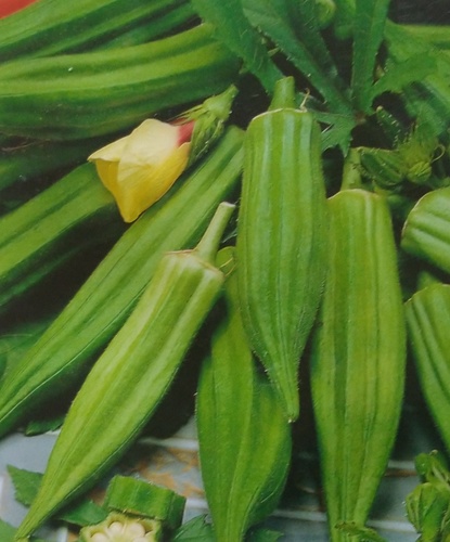 Okra