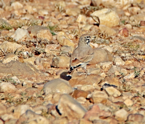 Thick-billed Lark