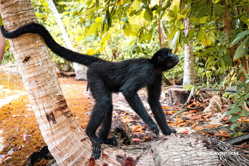 Macaco-aranha-de-cara-vermelha