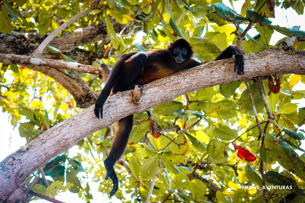 Macaco-aranha-de-cara-vermelha - Animália Park