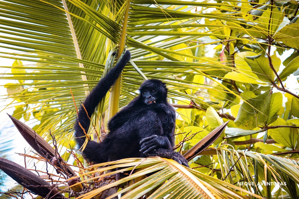 Macaco-aranha-de-cara-vermelha