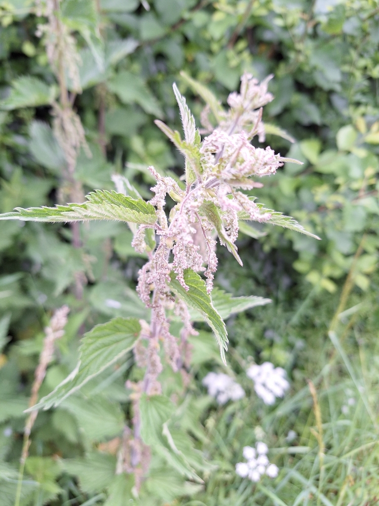 great stinging nettle from The Red Lion, Britwell Salome, Watlington