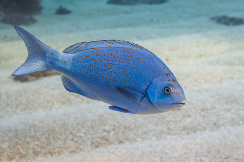 Girella cyanea Macleay, 1881