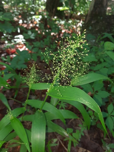 Dichanthelium polyanthes