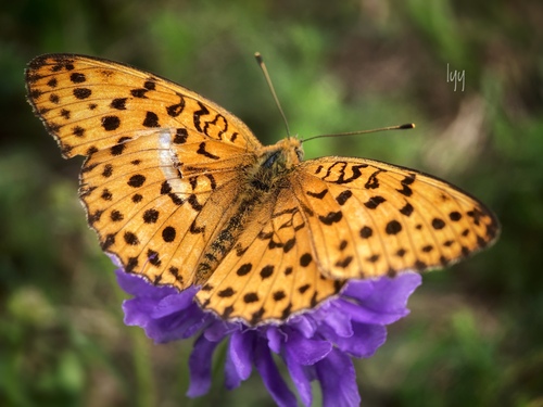 Marbled Fritillary