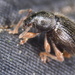Hairy Spider Weevil - Photo (c) markhagg, all rights reserved, uploaded by markhagg