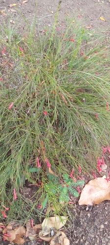 Firecracker plant