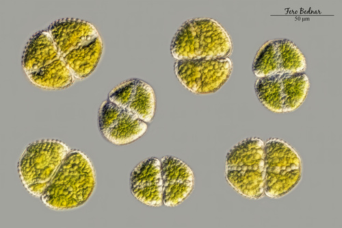 Cosmarium amoenum