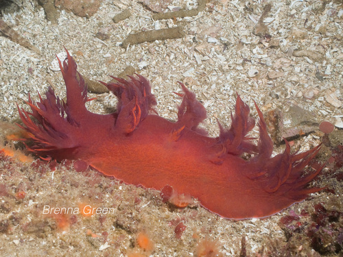 Giant Nudibranch