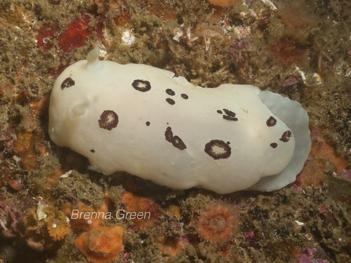 San Diego Dorid