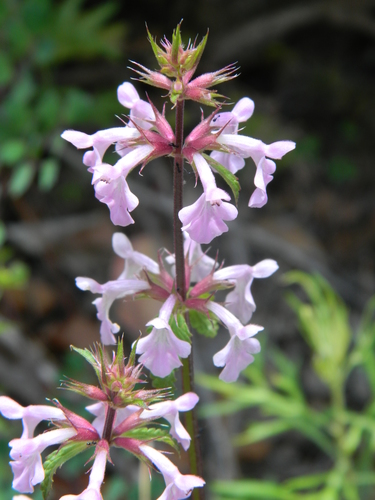 rock hedgenettle (Stachys bigelovii)