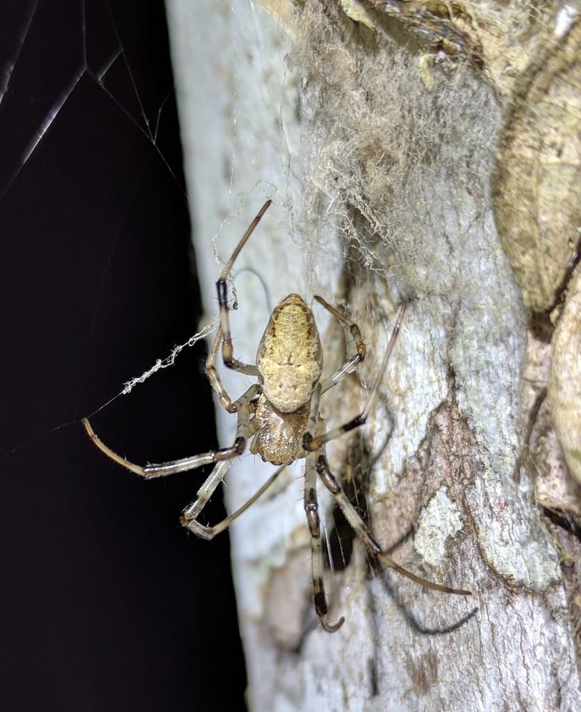 Madagascar Hermit Spider from Alaotra-Mangoro, Toamasina, Madagascar on ...