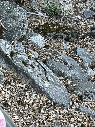 iNaturalist observation photo of California Mountain Kingsnake