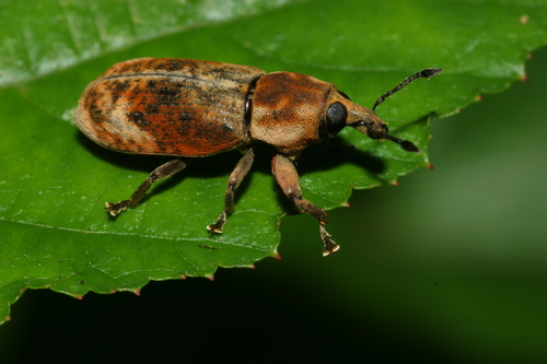 Carcilia tenuistriata · iNaturalist