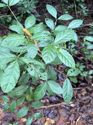 Croton brevipes