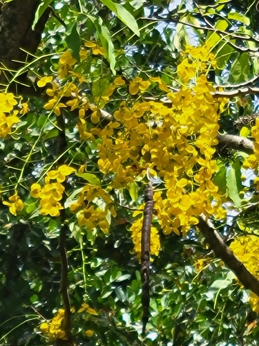 Cassia fistula - Leaves