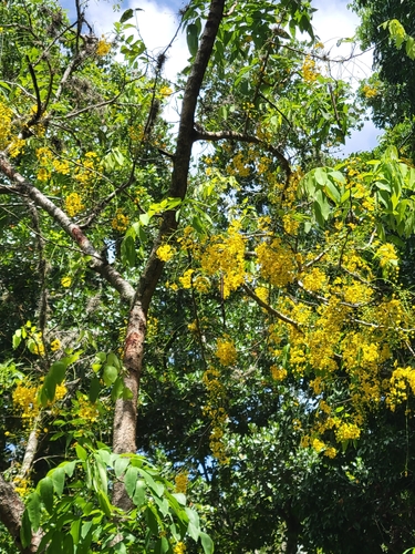 Cassia fistula - Whole tree