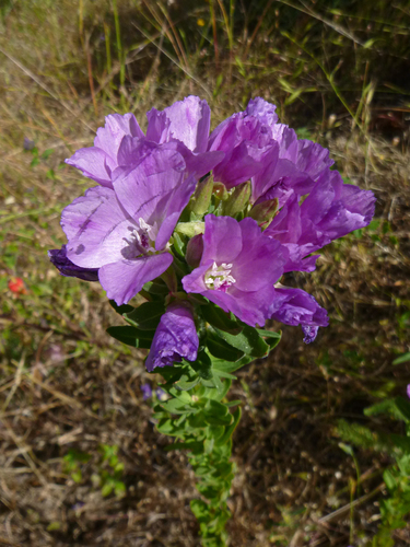 Clarkia purpurea ssp. purpurea