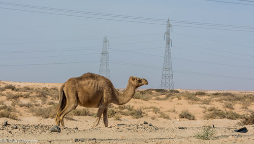 Dromedary Camel