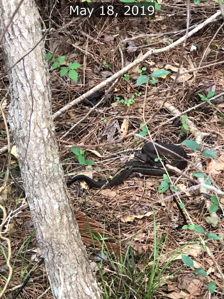 Snakes from 1012 County Road 257, Jasper, TX, US on May 18, 2019 at 08: ...