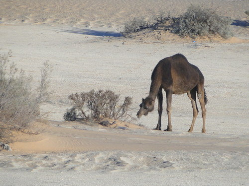 Dromedary Camel