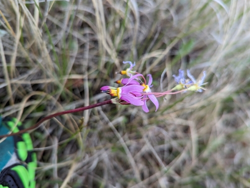 dark-throated shooting star