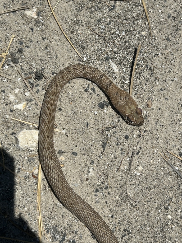 Western Coachwhip from Mustang Island, Corpus Christi, TX, US on June 8 ...