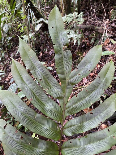 Desmophlebium