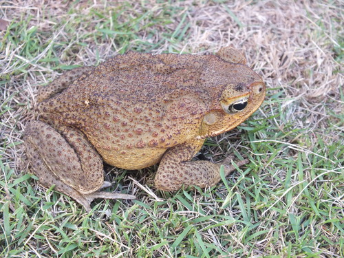 Philippine Toad Alchetron The Free Social Encyclopedia
