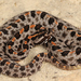 Dusky Pygmy Rattlesnake - Photo (c) captainjack0000, all rights reserved, uploaded by captainjack0000