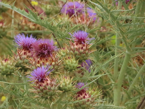 iNaturalist observation photo of Artichoke Thistle