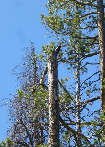 iNaturalist observation photo of Black-backed Woodpecker