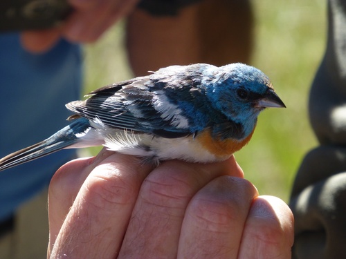 iNaturalist observation photo of Lazuli Bunting