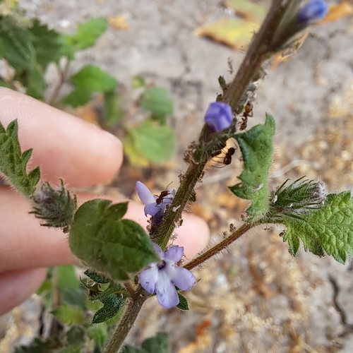 iNaturalist observation photo of western vervain